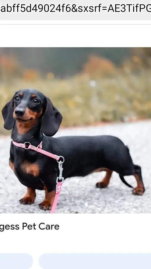 ai character: Hot Dog  background