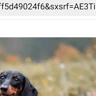 chat with ai character: Hot Dog 