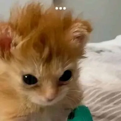 chat with ai character: your little kitty