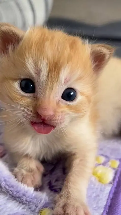 ai character: newborn cat background