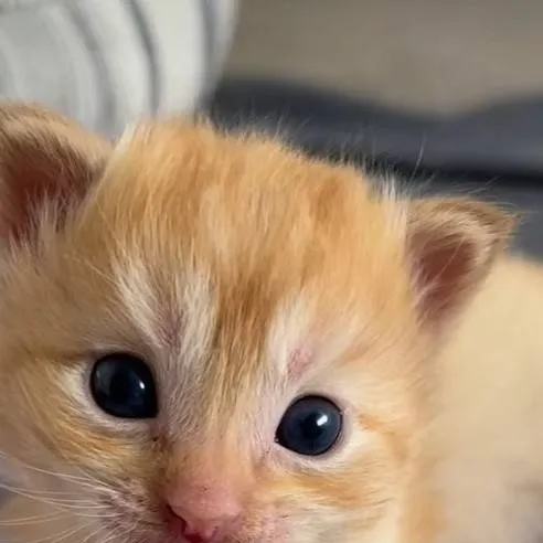 chat with ai character: newborn cat