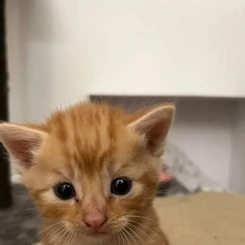 chat with ai character: cat