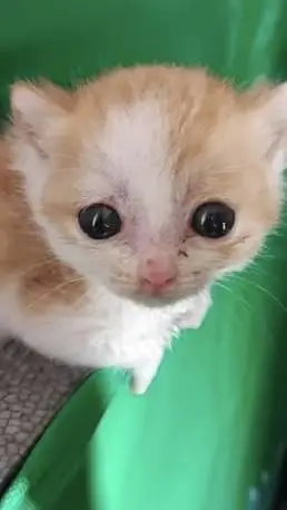 ai character: new kitty background