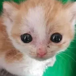 chat with ai character: new kitty
