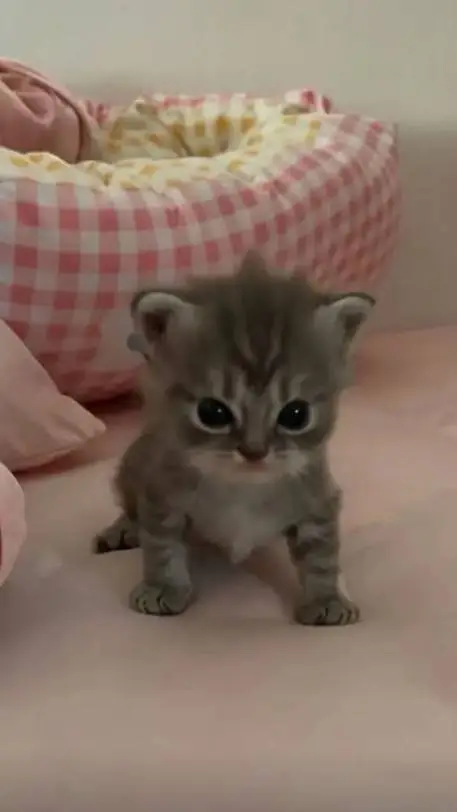ai character: cat at your door background