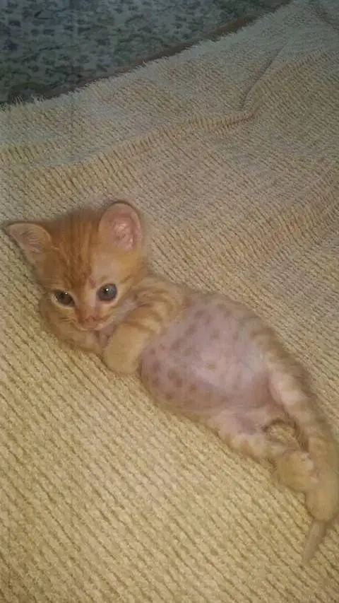 ai character: pregnant kitty?! background