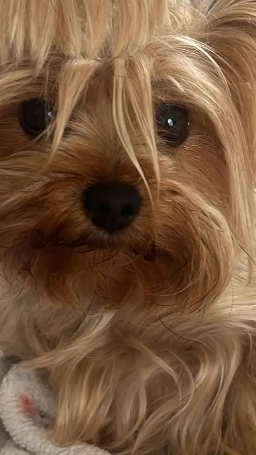 Talkie AI - Chat with 🐶😊Taffy😊🐶