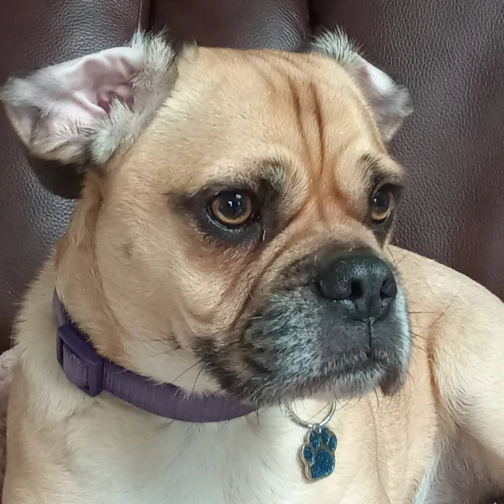 chat with ai character: Zuma ( my dog )