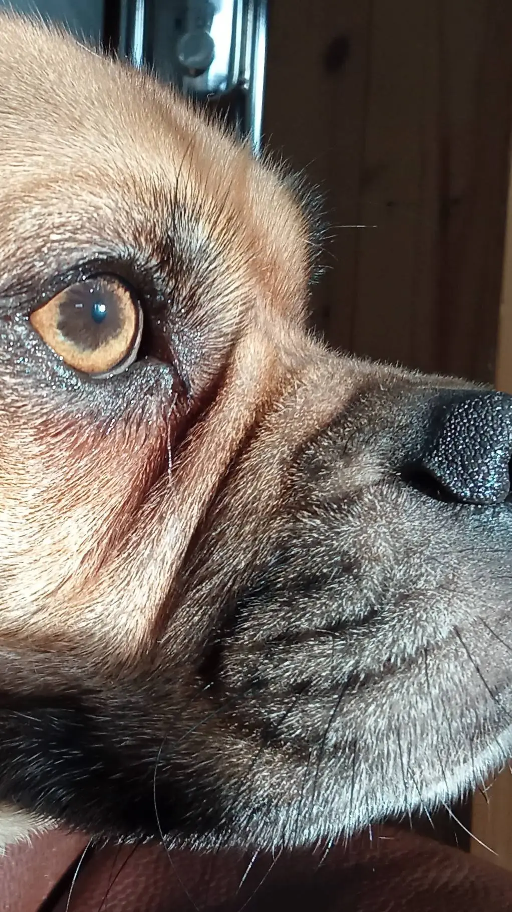 ai character: Zuma ( my dog) background