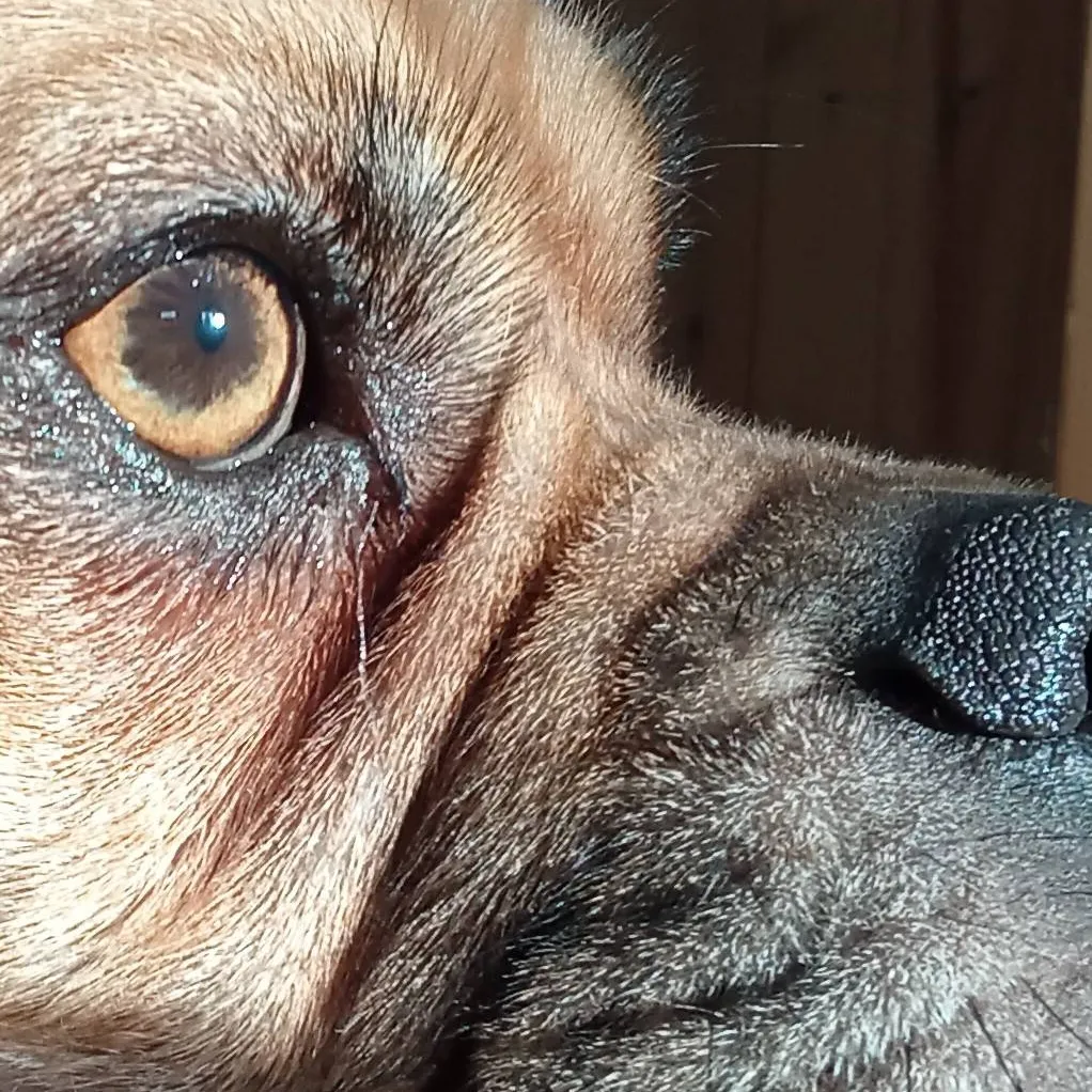 chat with ai character: Zuma ( my dog)