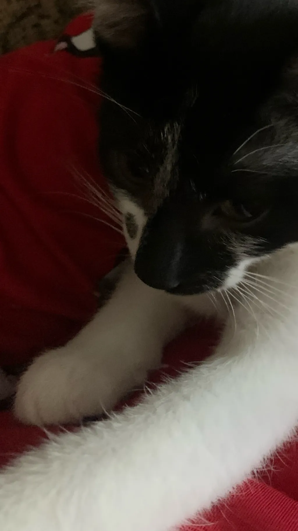 ai character: Lynn background