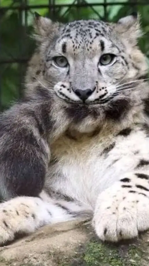 ai character: giyu-san! background