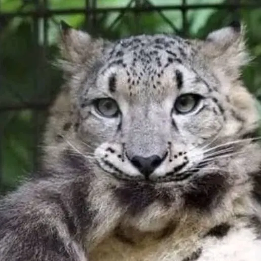 chat with ai character: giyu-san!