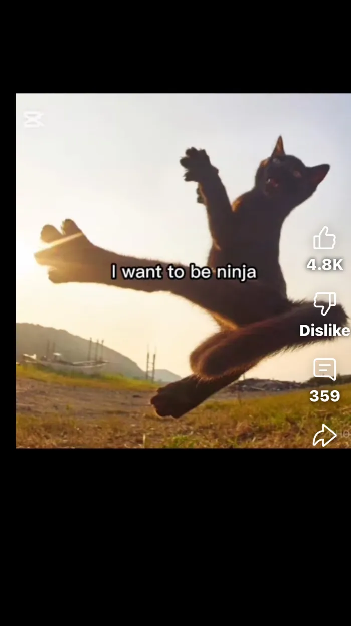 ai character: neenja cat background