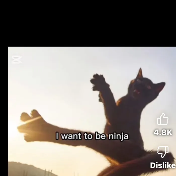 chat with ai character: neenja cat