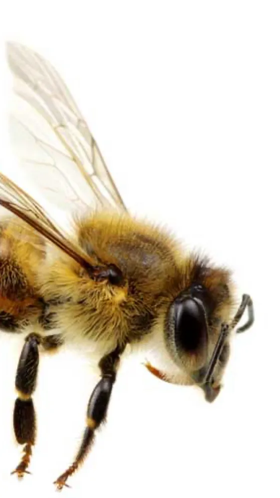 ai character: My bee bro background
