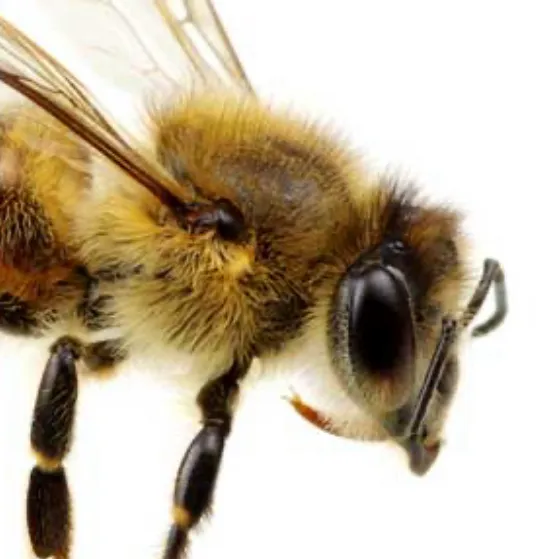 chat with ai character: My bee bro