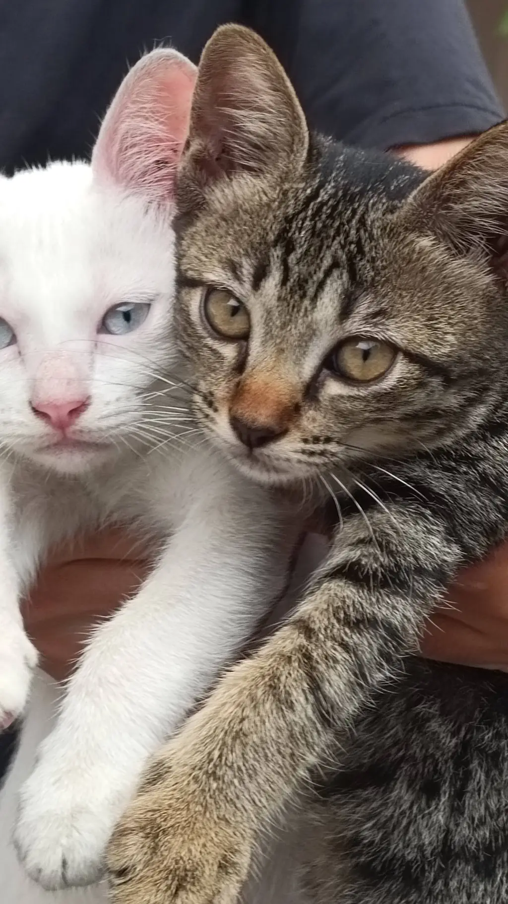 ai character: vontos  background