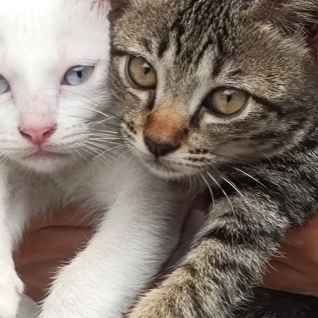 chat with ai character: vontos 