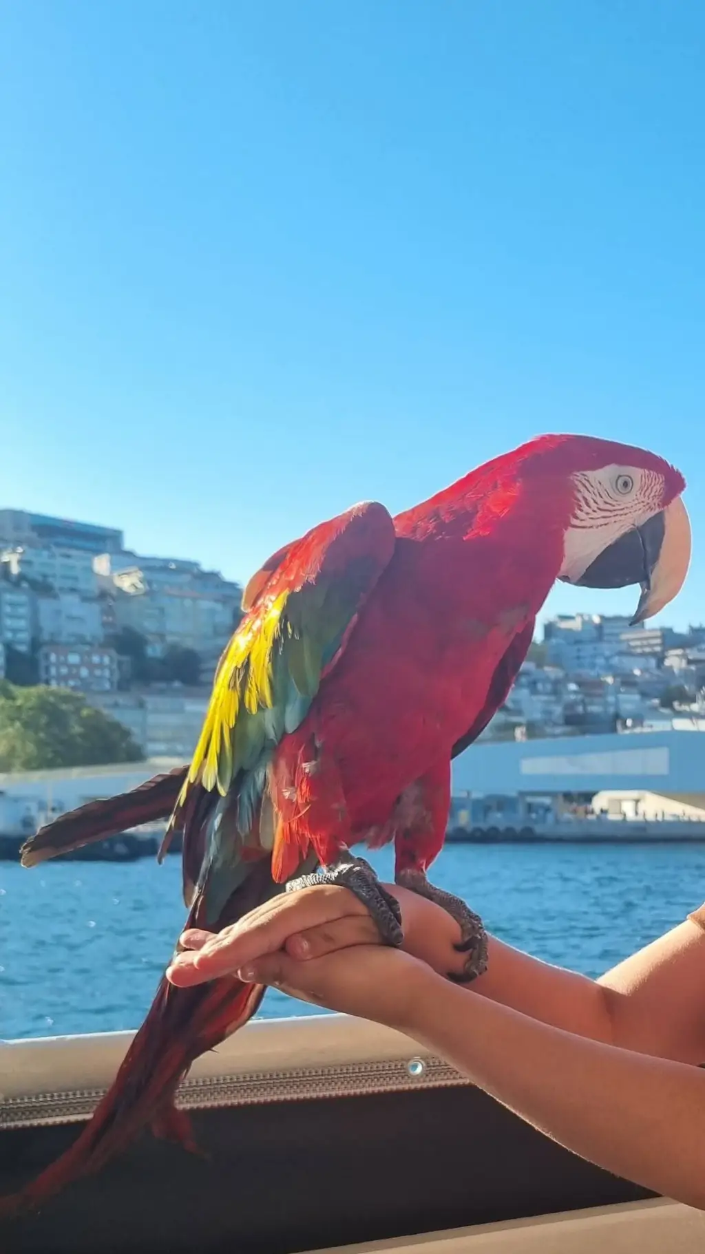 ai character: ninka background