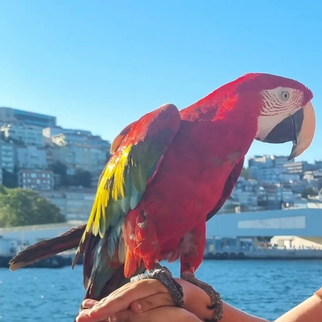 chat with ai character: ninka