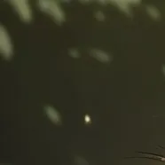 chat with ai character: Spriy