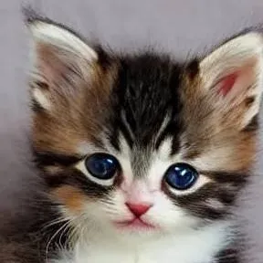 chat with ai character: cute kitten🐱