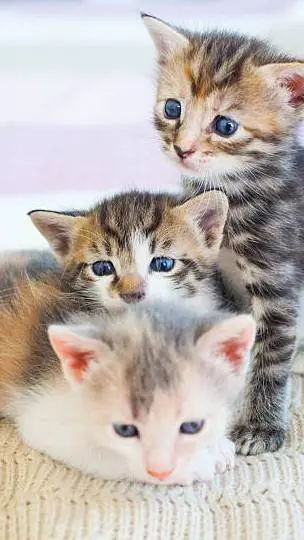 ai character: more kittens background