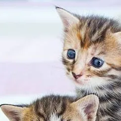 chat with ai character: more kittens
