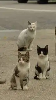 ai character: Котята  background