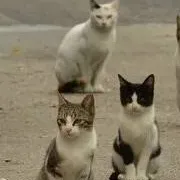 chat with ai character: Котята 