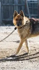 ai character: Собака 🐕 background