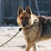 chat with ai character: Собака 🐕