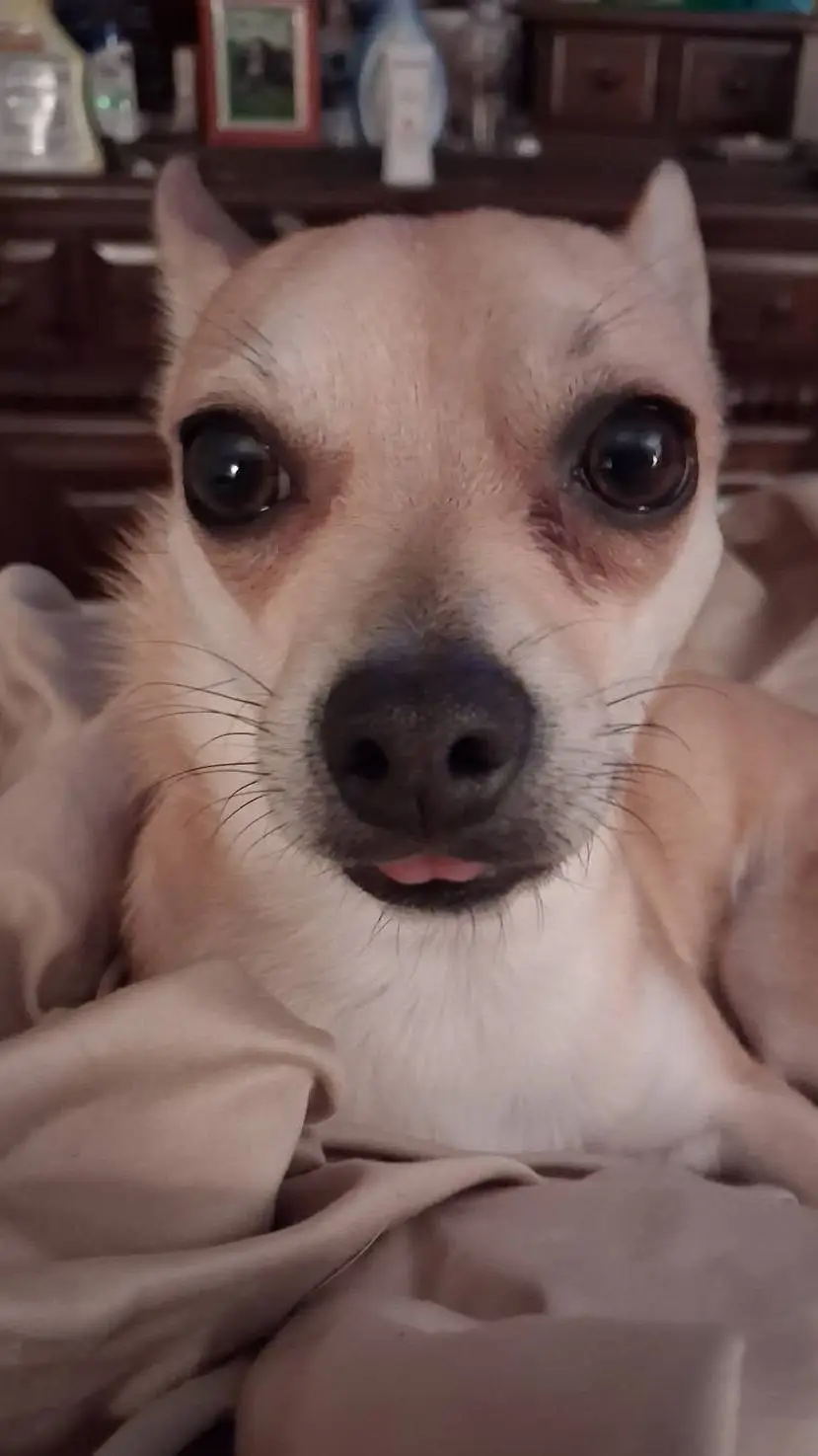 ai character: carl the puppy background