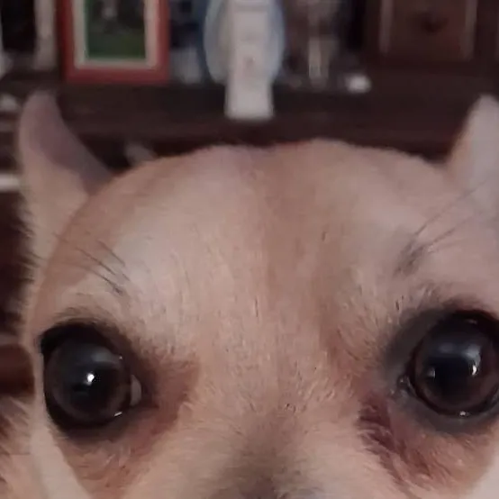 chat with ai character: carl the puppy