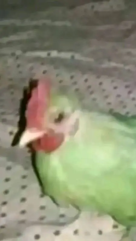 ai character: pollo verde background
