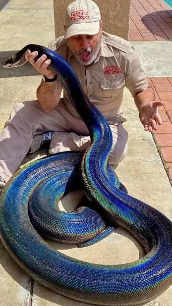 ai character: Motley Golden Reti background