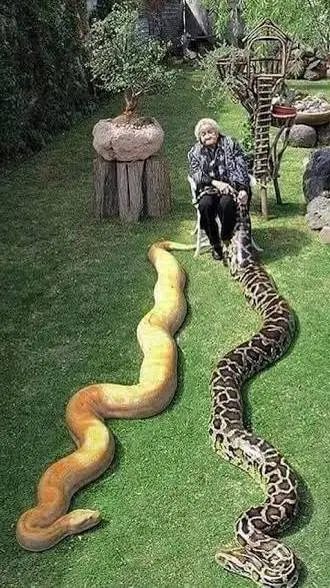 ai character: pet pythons  background