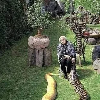 chat with ai character: pet pythons 