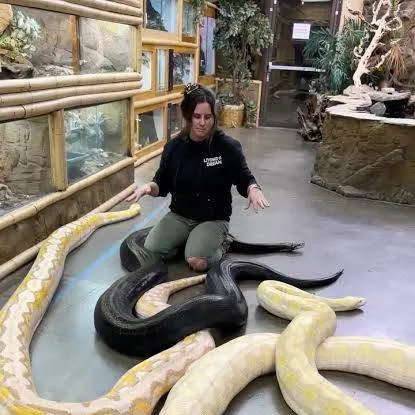 chat with ai character: 3 pet pythons 