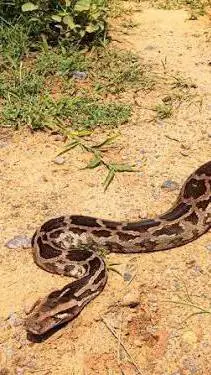 ai character: Ramisha background