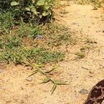 chat with ai character: Ramisha