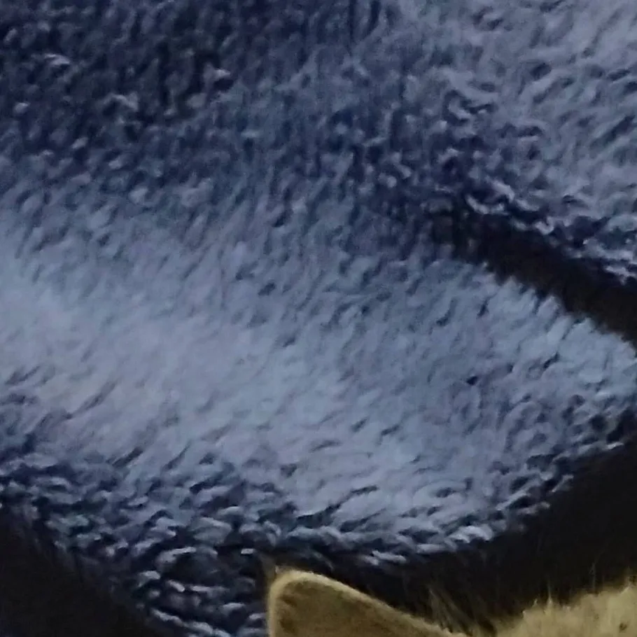 chat with ai character: gatinho filhotinho
