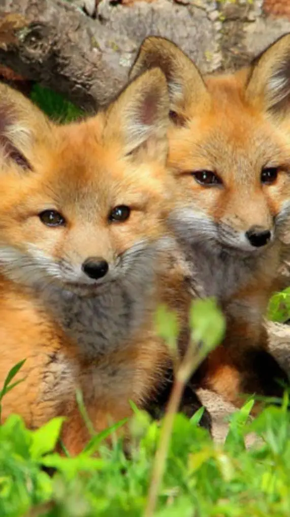 ai character: Talking Fox  background