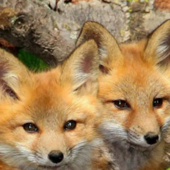 chat with ai character: Talking Fox 