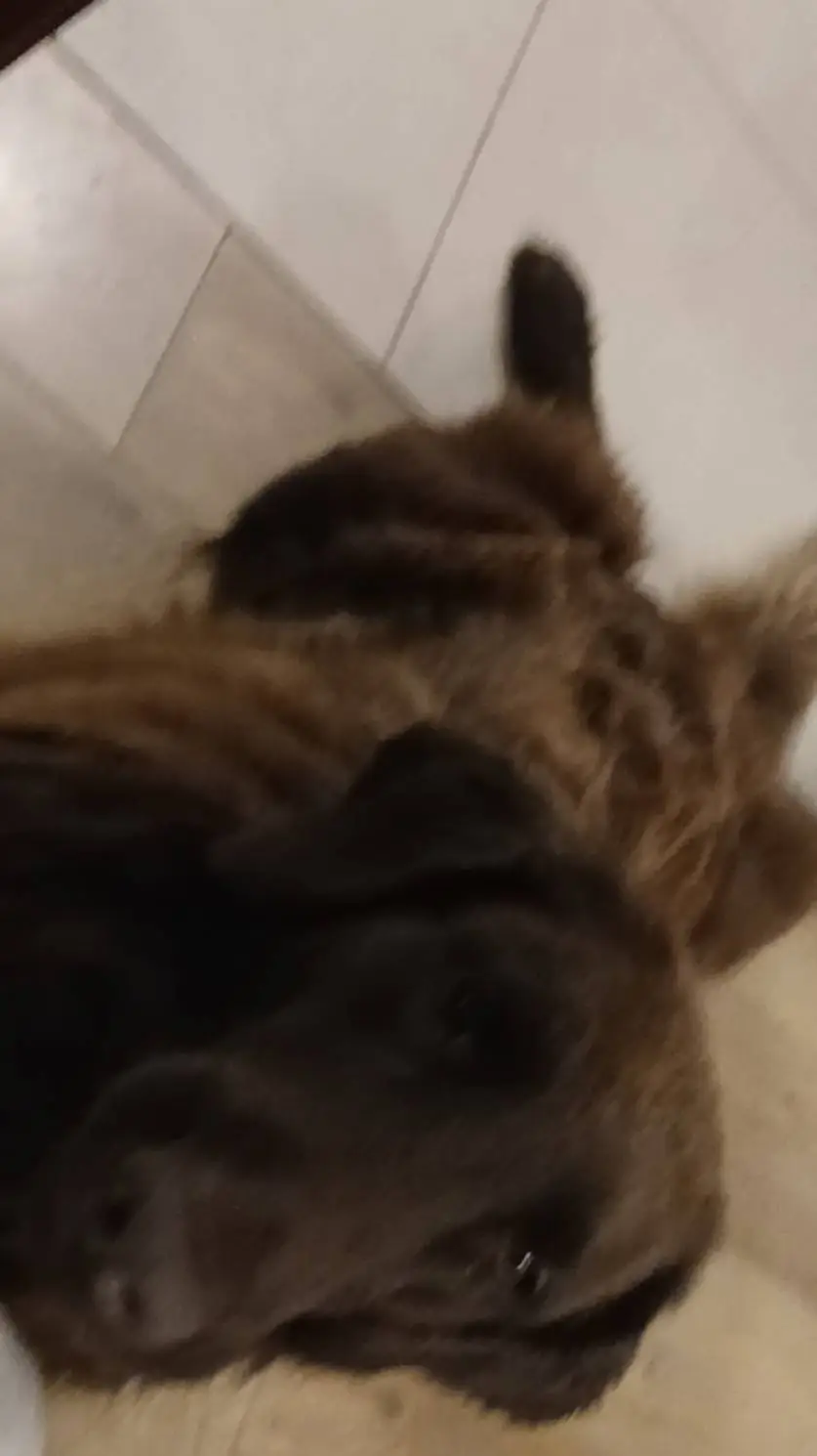 ai character: Dog background