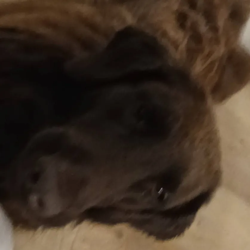 chat with ai character: Dog