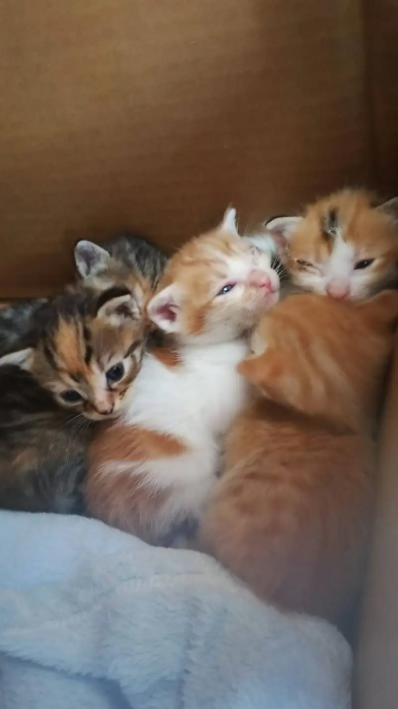Talkie AI - Chat with ˃͈◡˂͈kittys