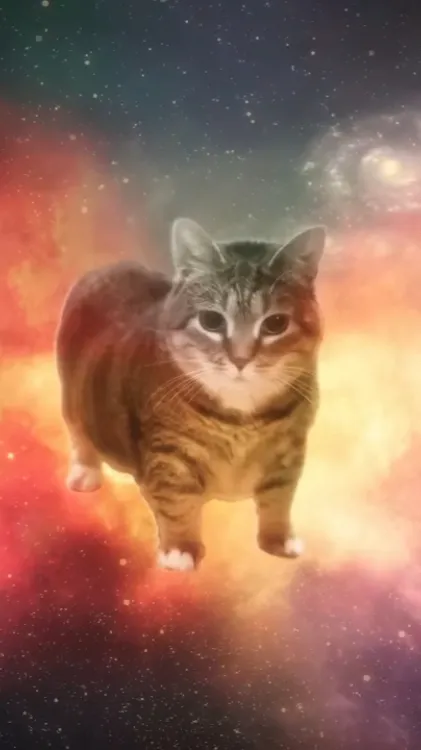 ai character: Olla cat 🐱 background