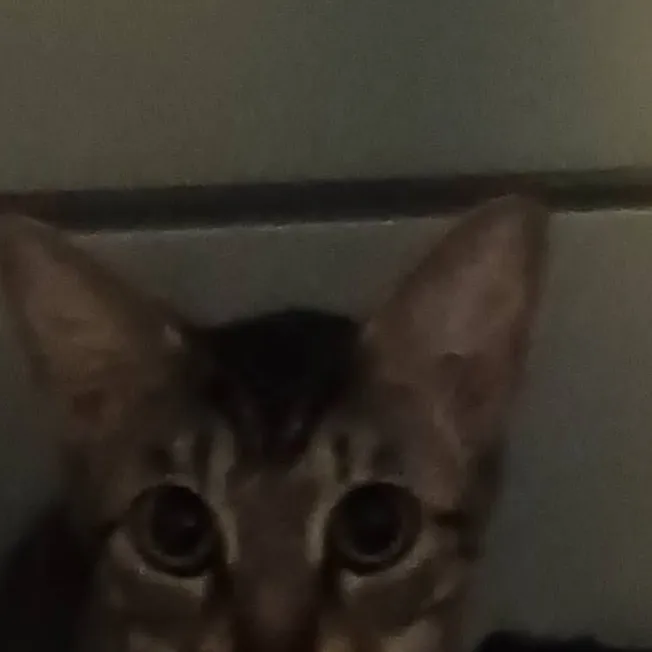 chat with ai character: kitty mabel